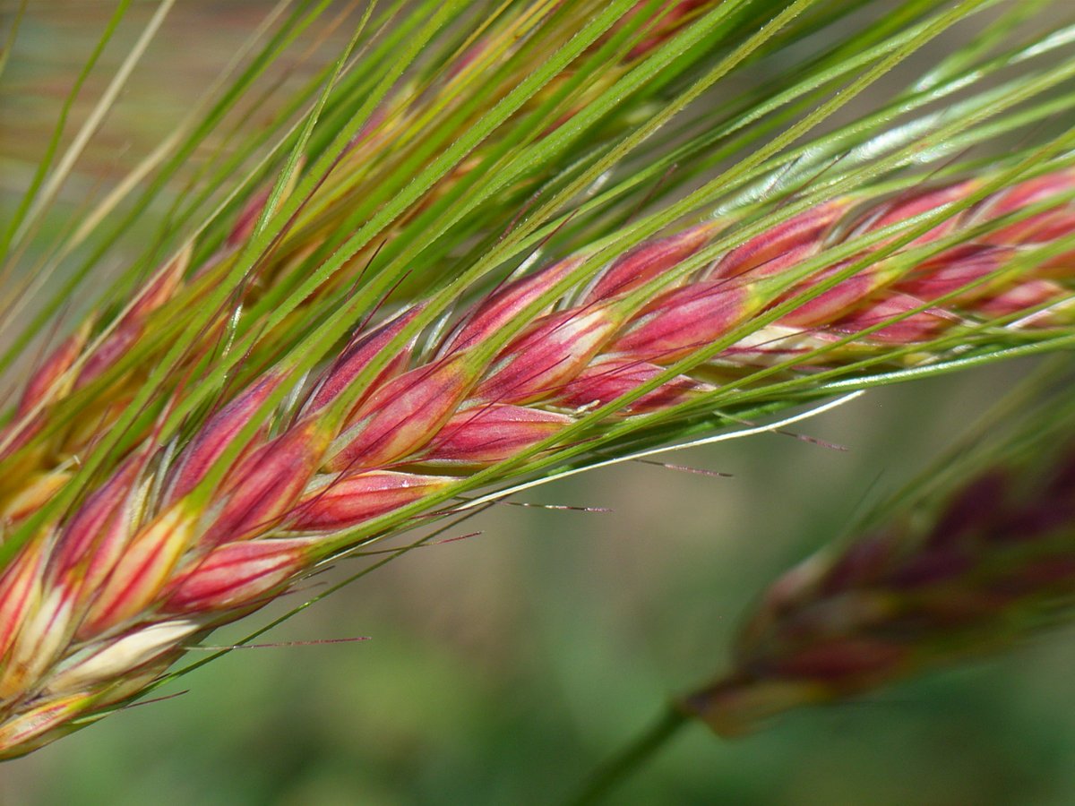 #barley #hordeum #fascinationofplants #geneticresources