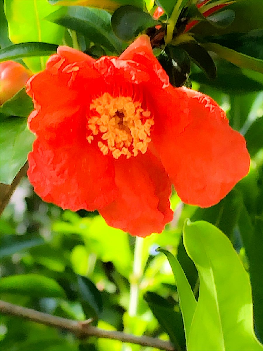 Ma Yan ザクロ 今日のお花はザクロの花 ザクロ 石榴 ザクロの花 今日の花 Flower Iphonex Iphonexで撮影