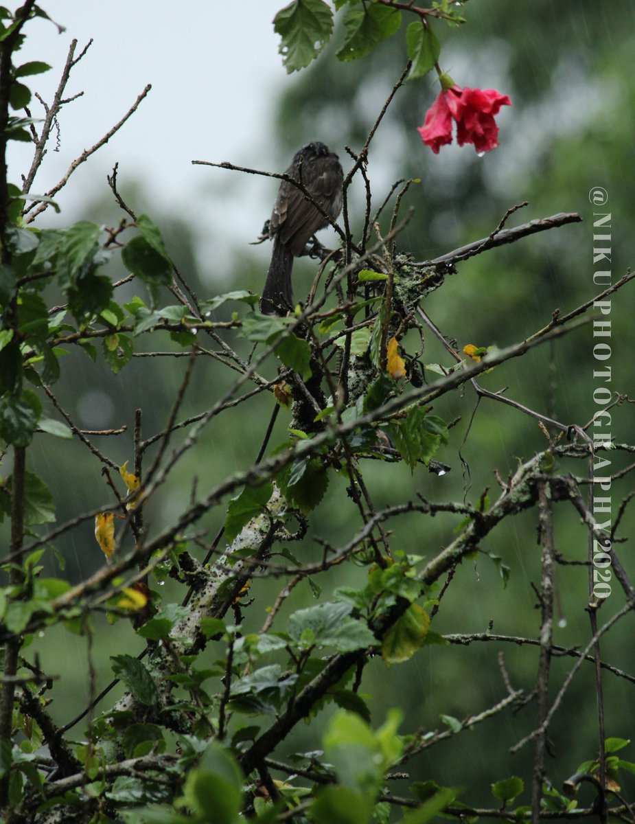 Nikuboruah1's tweet photo. Oohhhhhh 

  Adorable .
          #birds fotography #rainny day fotography #bulbuli #2020🌦️🌦️ https://t.co/vhLtJCaf2T