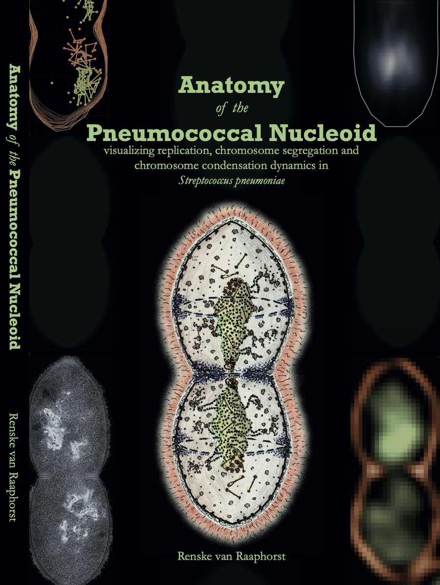 Jan-Willem Veening (@jwveening) on Twitter photo For those interested in pneumococcal cell biology, Friday we have the PhD defense of @ClementGallay 14:30h (GMT+2) and of @vrrenske 16:15h. With opposition from @BramkampLab @Gruber_Lausanne <a href="/billerbeck_s/">Sonja Billerbeck</a> <a href="/ViollierPat/">Patrick Viollier</a> @DirkScheffers <a href="/Morten3891/">Morten Kjos</a> Livestream: rug.nl/digitalphd For those interested in pneumococcal cell biology, Friday we have the PhD defense of @ClementGallay 14:30h (GMT+2) and of @vrrenske 16:15h. With opposition from @BramkampLab @Gruber_Lausanne <a href="/billerbeck_s/">Sonja Billerbeck</a> <a href="/ViollierPat/">Patrick Viollier</a> @DirkScheffers <a href="/Morten3891/">Morten Kjos</a> Livestream: rug.nl/digitalphd