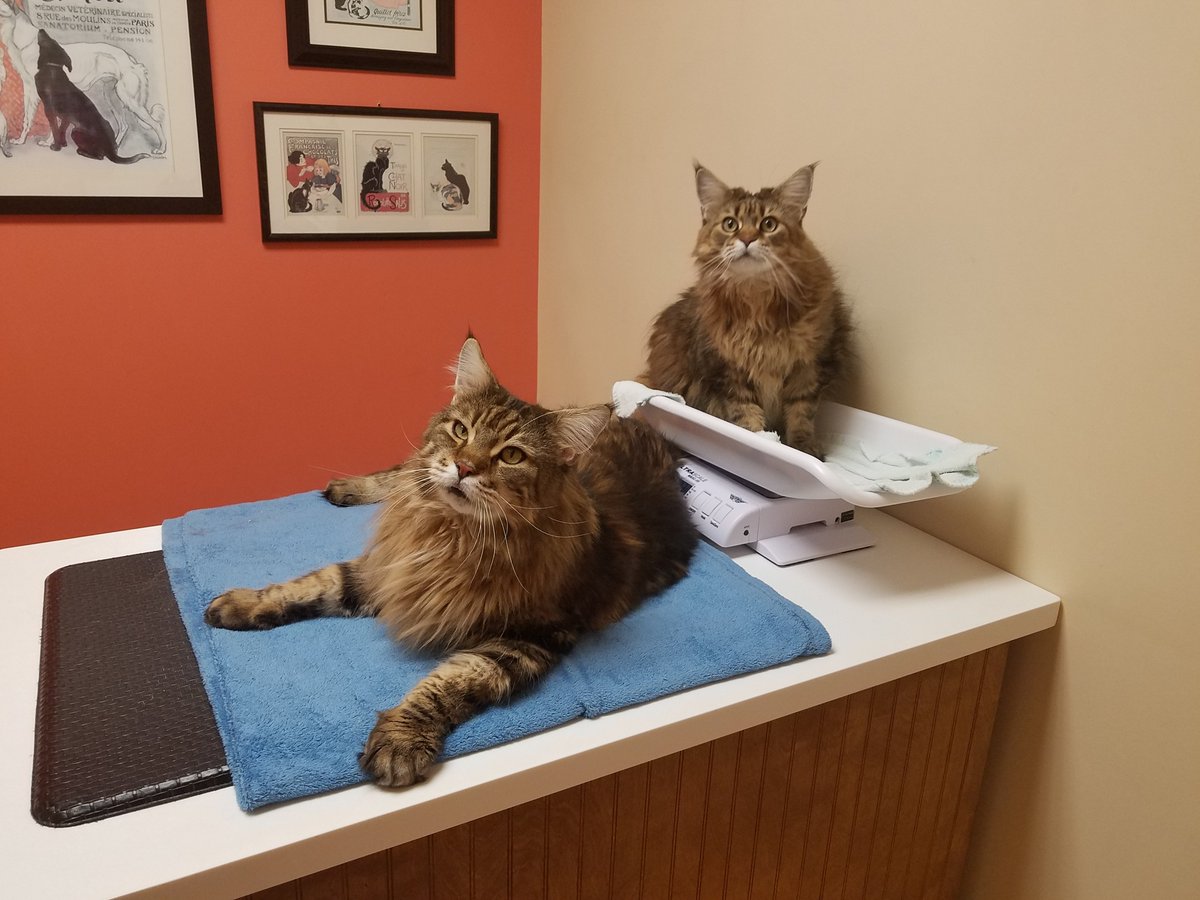 catvet94's tweet photo. Mainecoon visitors today!! Love these cats. #thefelinefabio #theFold @CatsForLDP @LouDPhillips #prodogies #catvets @LaurieMit @Mindlessrobot37 #CatsOfTwitter #nocooperation https://t.co/3FUATwvXpd