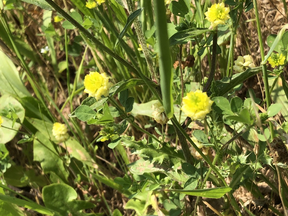 This could be tansy - but may double check.... There’s also a flower that is proving really difficult for me to identify but in the meantime...