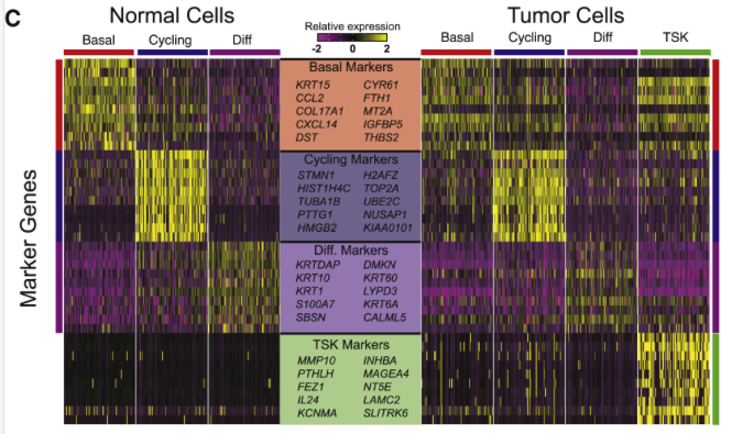 mmw_lmw's tweet photo. Multimodal Analysis of #CellularComposition and #SpatialArchitecture | Normal Skin and Human #SquamousCell_Carcinoma | Paul Khavari @StanfordMed @CellCellPress https://t.co/Z9xlf1vaPG https://t.co/BH4t8BRuV8