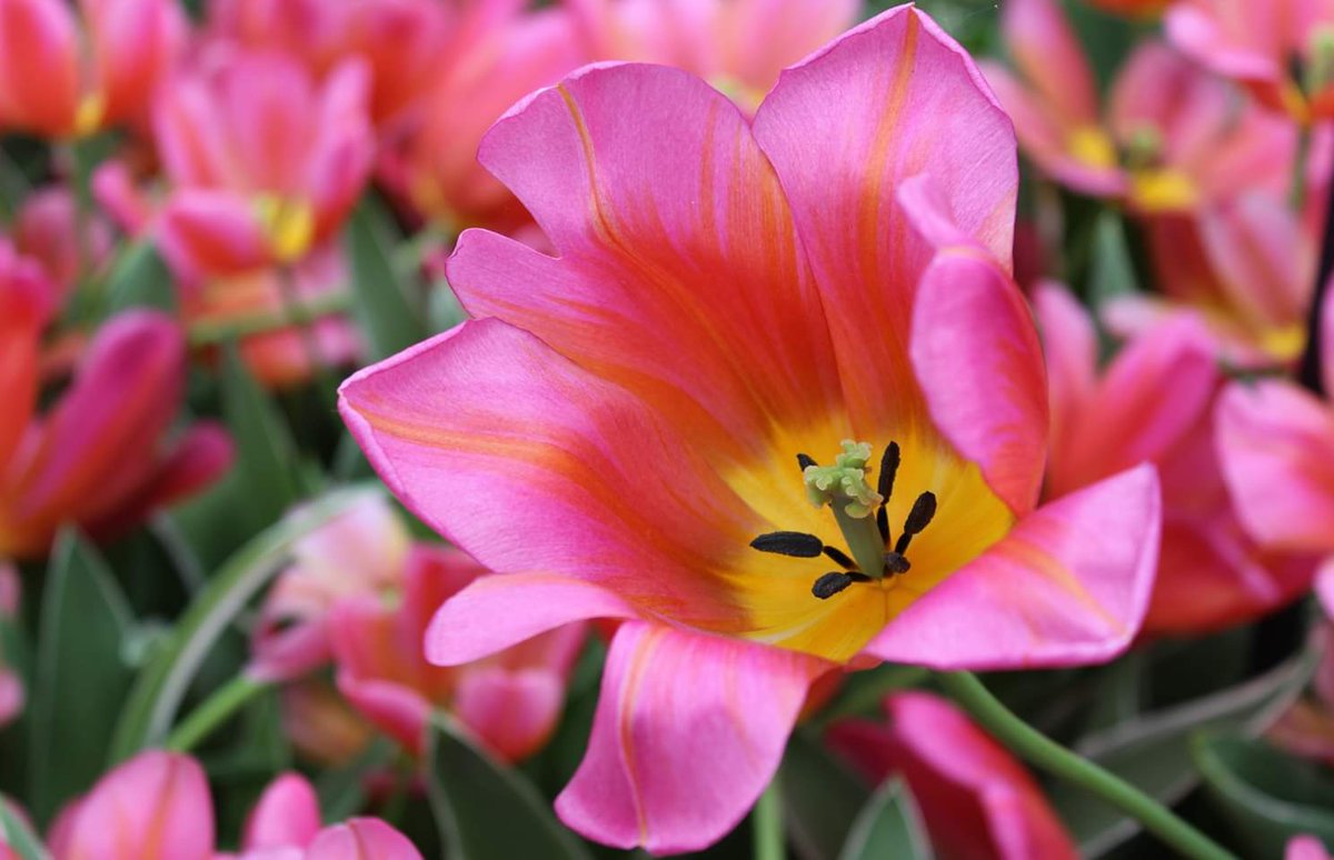 GarveyCenter's tweet photo. Welcome, Bronwen Jenkins, to our June Final Friday! Bronwen is a photographer who has been taking photos their entire life but has gotten serious with the craft in the past three years. Landscape and nature photos are Bronwen's main focus.

#GarveyCenter #FinalFridayICT https://t.co/UADESy5bdO