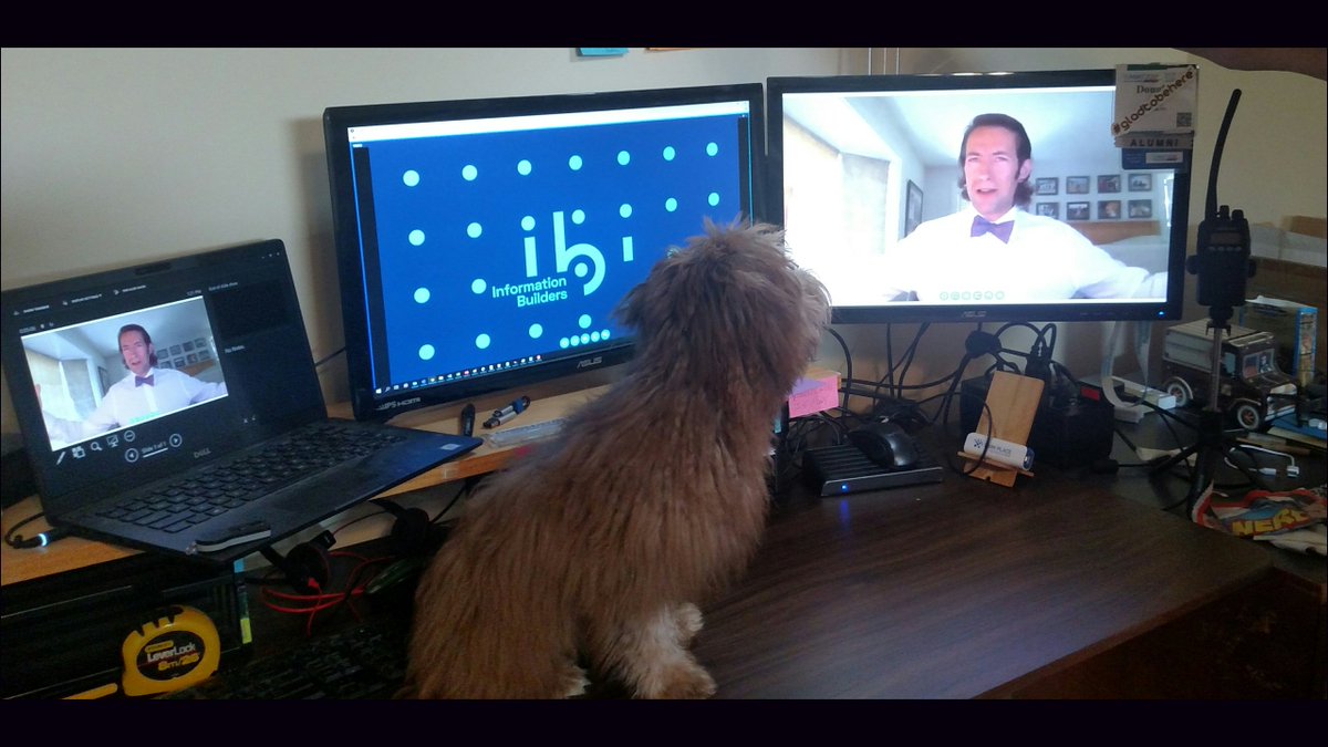 WebfocusD's tweet image. Here&apos;s Teddy, Bailey and Maisy&apos;s brother, watching Peter&apos;s BI presentations at #ibiSummit 2020