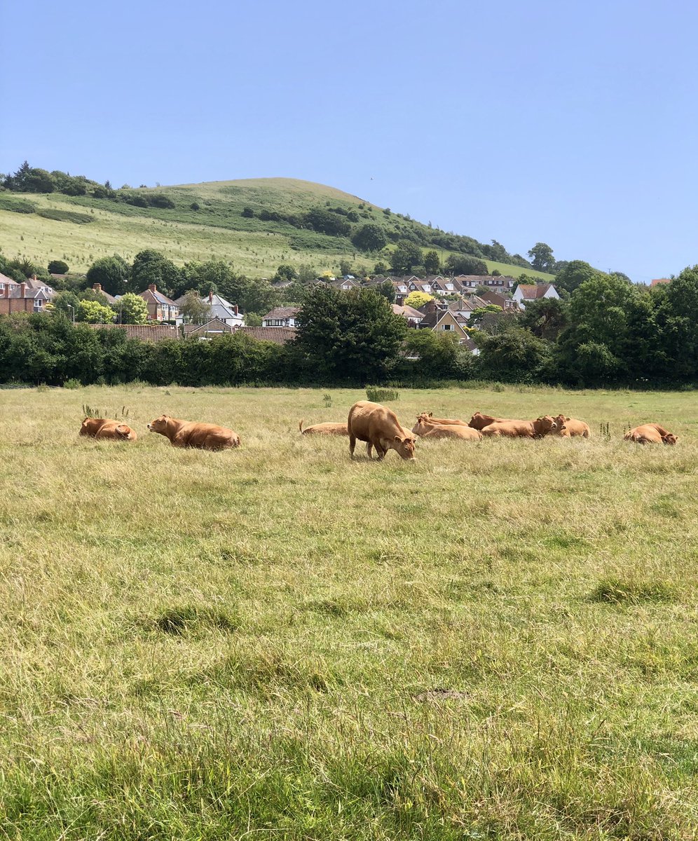BridportFinding's tweet photo. https://t.co/cleSFjMVNQ