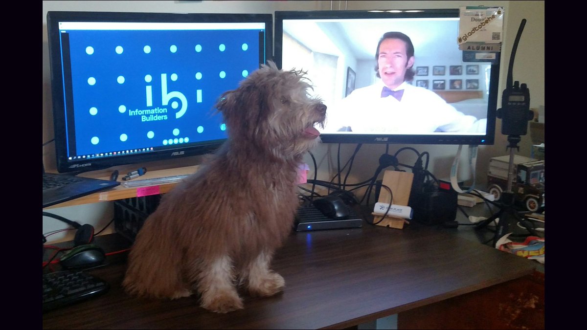 WebfocusD's tweet image. Here&apos;s Teddy, Bailey and Maisy&apos;s brother, asking me questions during Peter&apos;s BI presentations at #ibiSummit 2020