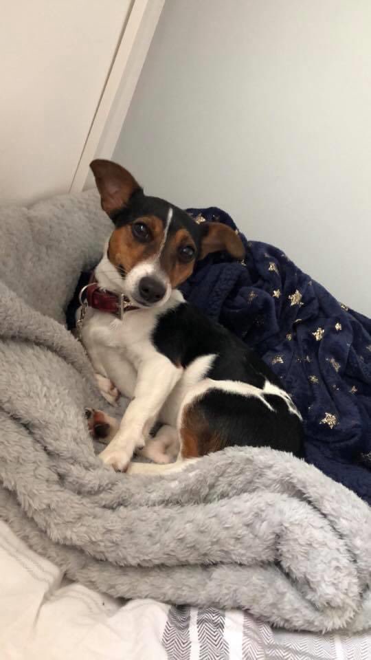 🆘🆘 STILL MISSING 😞 Not sure why no one seems to be sharing me like other dogs :( Piper is missing from Denby dale, Calder grove wakefield wf4. She was wearing a pink  necker chief when she went missing and is chipped . Someone must know something ..