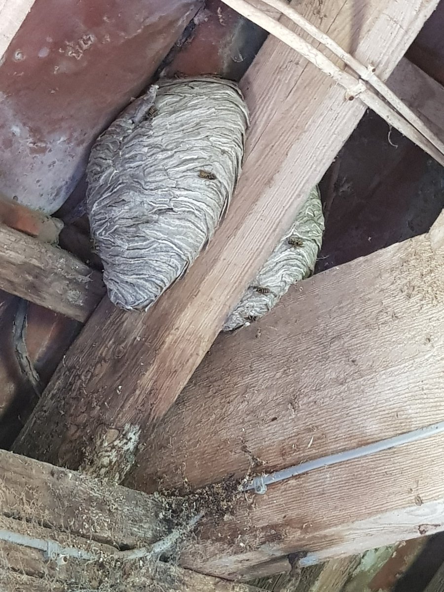 PestDetective45's tweet photo. Check out this beautiful lung shaped single #wasps nest we were called out to treat in a barn near #Blandford today. https://t.co/V3ZmNvBFLw