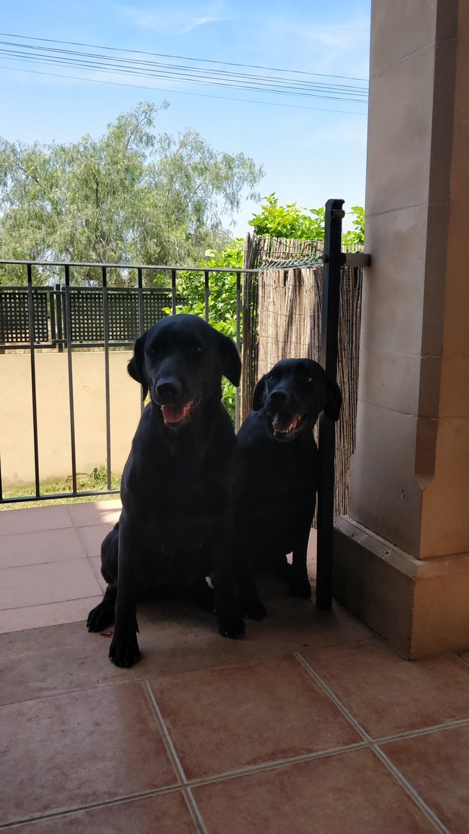 JuanLuis_San's tweet photo. Busco casa para mis dos preciosas perritas.
Viven en Algaida, se portan muy bien y son muy cariñosas pero no podemos cuidarlas como se merecen.
Agradezco la difusión.
(Son mezcla de pastor mallorquín y golden) https://t.co/KmfESipRID