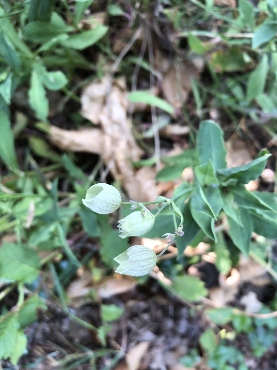 Ok - the nearest flower I can relate it to is a fritillary. But if anyone know for sure please do let me know :)