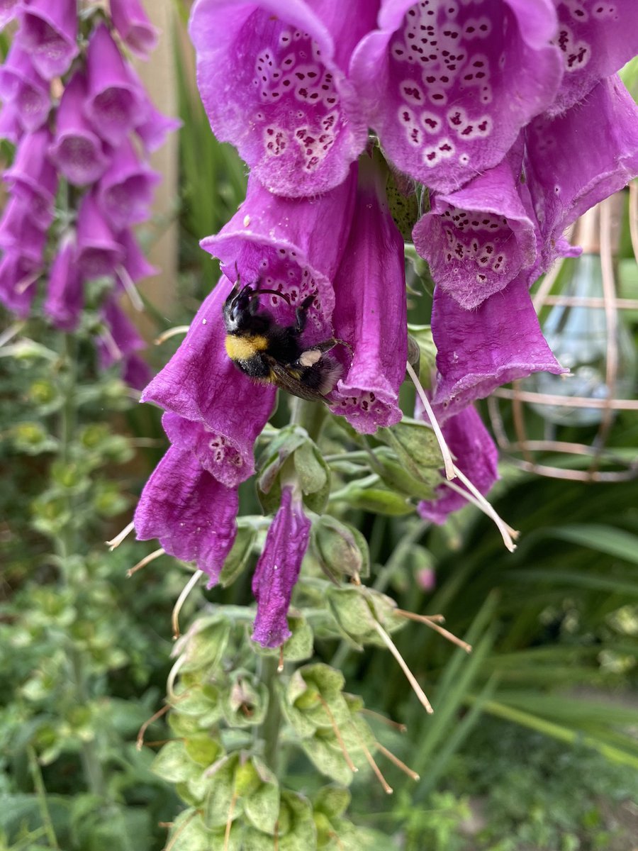 Hey, bee! 🐝👋🏻