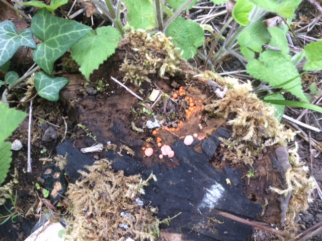 forestimaginatn's tweet photo. 'The garden is a sanctuary; time to look, take notice, absorb. I notice these strange fungi on a tree stump, they grew &amp; changed colour by the following day!' What can you see? #enchanted #struckandshaken #decay #naturalprocesses #reimagine @Aliceundo @PenAHay @The_Big_Draw 👀 https://t.co/ALIIuBOTqI