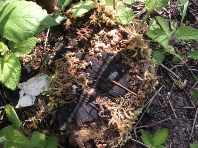 forestimaginatn's tweet photo. 'The garden is a sanctuary; time to look, take notice, absorb. I notice these strange fungi on a tree stump, they grew &amp; changed colour by the following day!' What can you see? #enchanted #struckandshaken #decay #naturalprocesses #reimagine @Aliceundo @PenAHay @The_Big_Draw 👀 https://t.co/ALIIuBOTqI