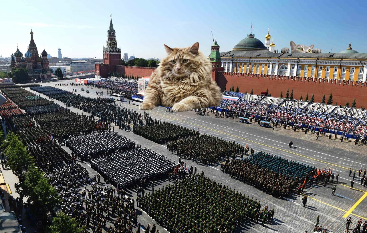 Кот на красной площади