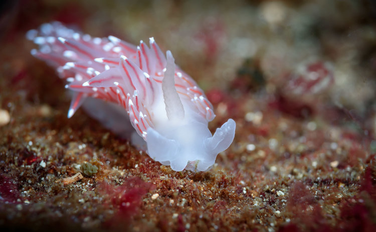 foliohd's tweet photo. We can't get enough of what Subsurface photo is doing with his underwater and macro photography.  If you're tired of staring at whatever is currently on your screen, go check out his FolioHD portfolio! https://t.co/tChfu1PK8O https://t.co/8YykPBzc1s