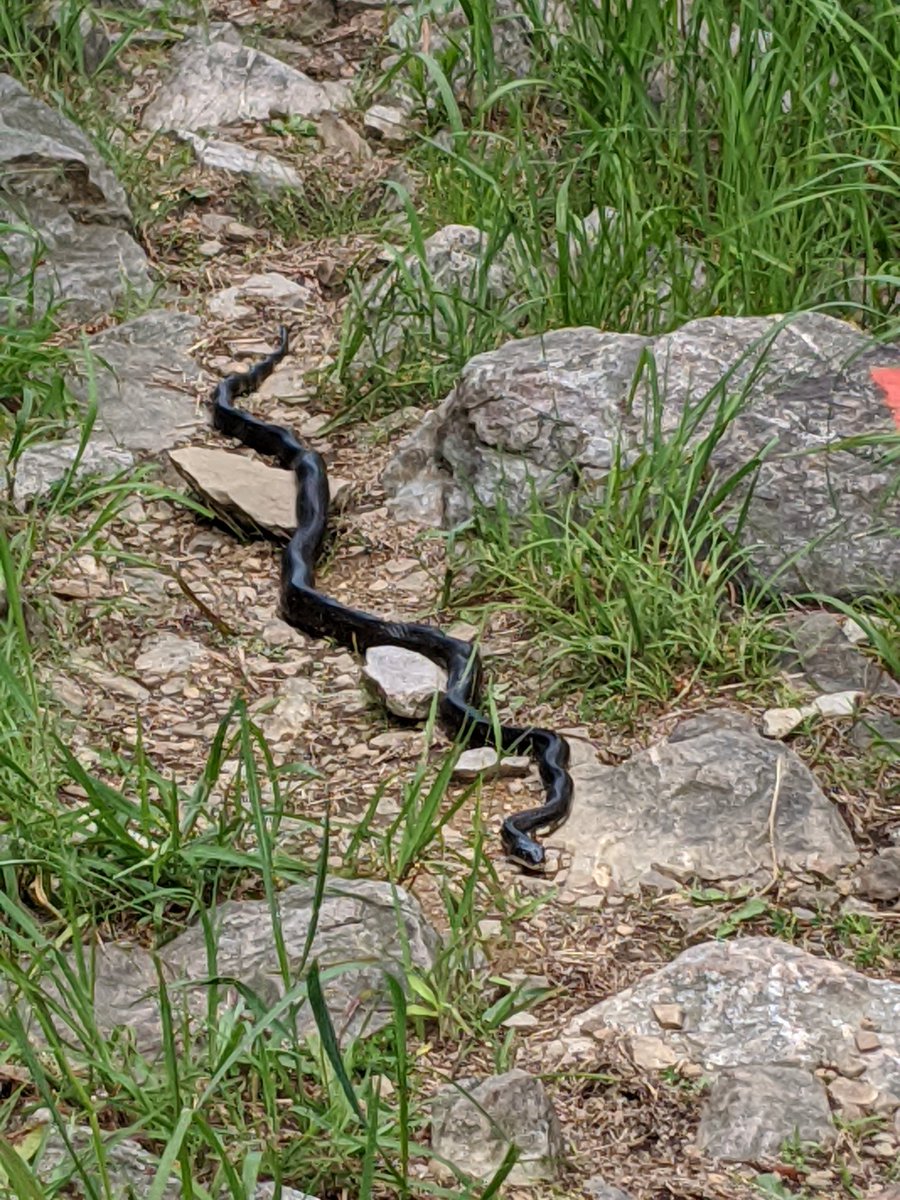 CharlieJG78's tweet photo. Alli and I made a new friend on our trail hike today. We did the Appalachian Trail, to the North loop lookouts. Then, down the Charcoal Trail, Prairie Grass Trail, & LNE to complete the loop. ππ€ #appalachiantrail #lehighgapnaturecenter #lehighgap #lehighvalley #lehighvalleypa https://t.co/rCwak2JU0l
