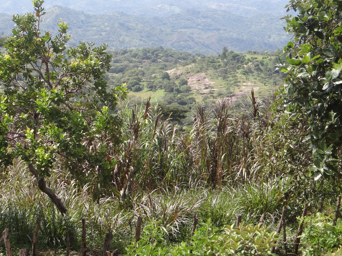 SNVCAMERICA's tweet photo. Café y ganadería adaptada al #CambioClimatica. En próximos semanas Proyecto #AFCIPRA entregará semillas de variedades resilientes para pasto y #café a 371 familias de comunidades de #Honduras. Somos parte de las acciones de @EUROCLIMA_UE_AL https://t.co/cKsAmkpxnT