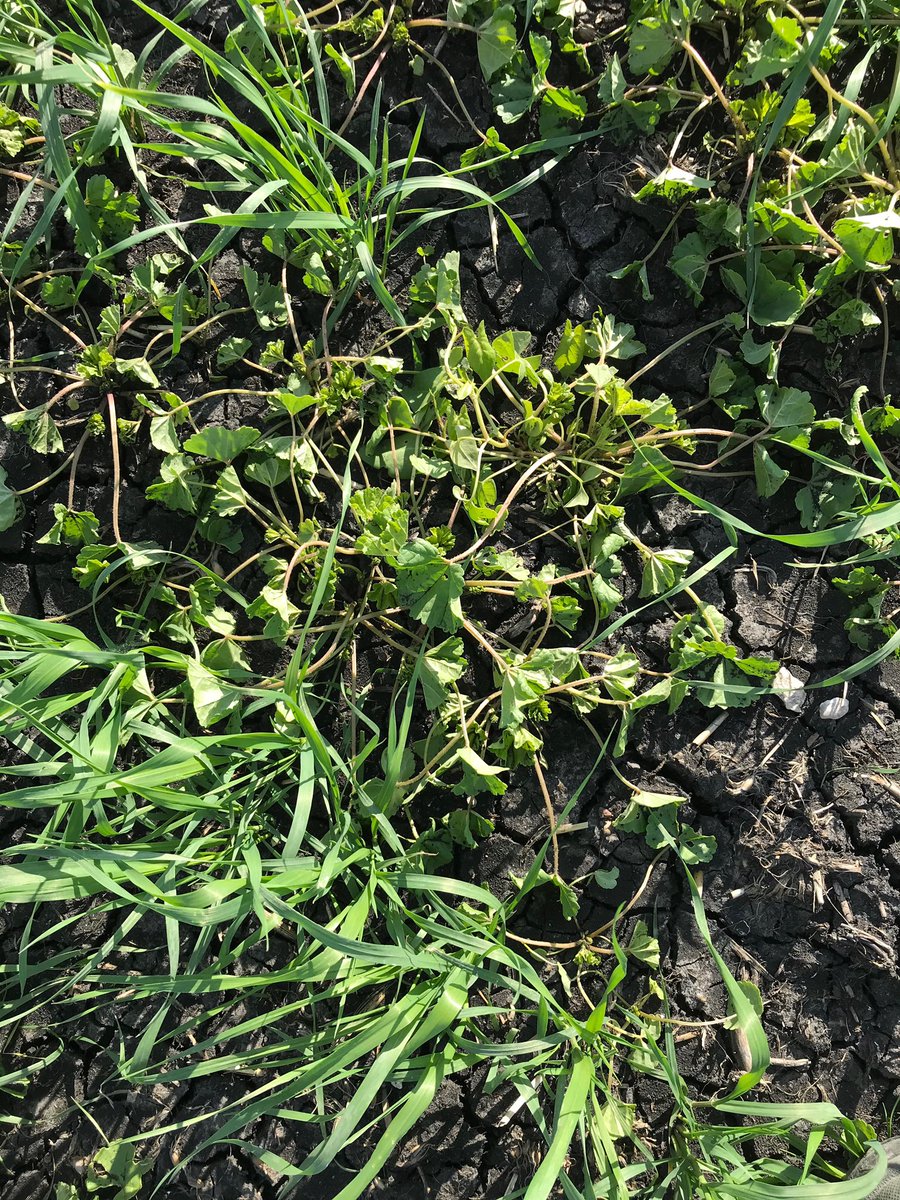 Michelle Lewis tweet media