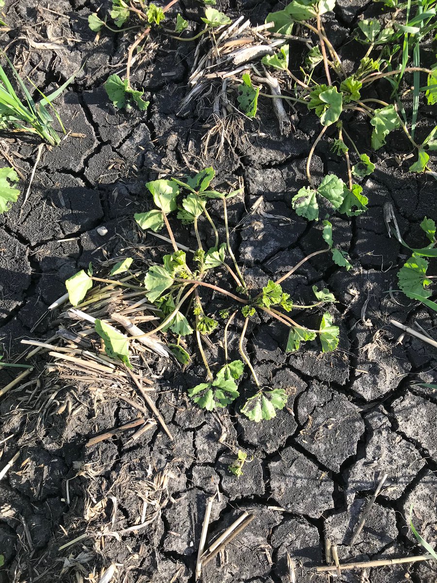 Michelle Lewis tweet media