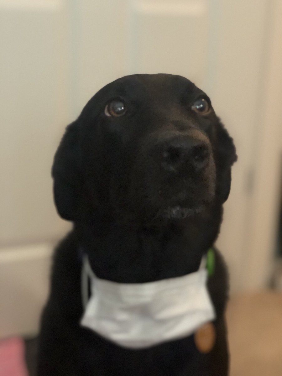 hollyface1975's tweet photo. Dr Blue is flying solo waiting for @clearleft ‘s #sofaconf to start today because his Jazzy is at the pupper chemo clinic this morning. We take all precautions necessary  at the offices of Jazzy &amp; Dr Blue. #petsofsofaconf #dogsoftwitter https://t.co/fN7NEmVwez