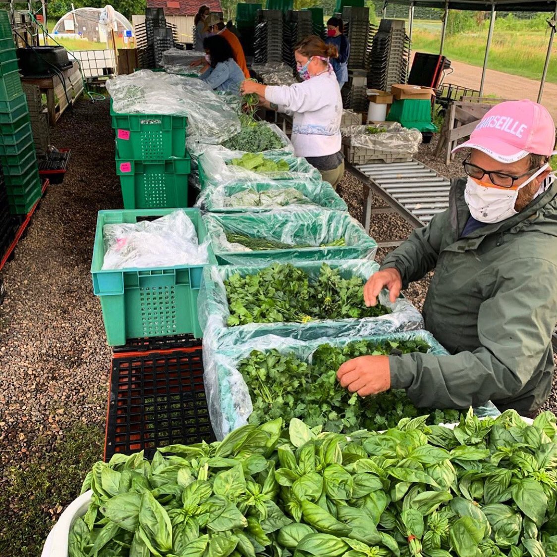 TheFoodGroupMN's tweet photo. Week 2 of packing #bigriverfarms CSA shares filled with fresh organic produce has begun! Shout out to all of our awesome farmers and volunteers for their hard work getting delicious food to you! 
#mngrown #eatlocal #localandorganic #supportlocalfarmers https://t.co/f7cTTmLm6s