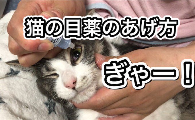 目薬のtwitterイラスト検索結果
