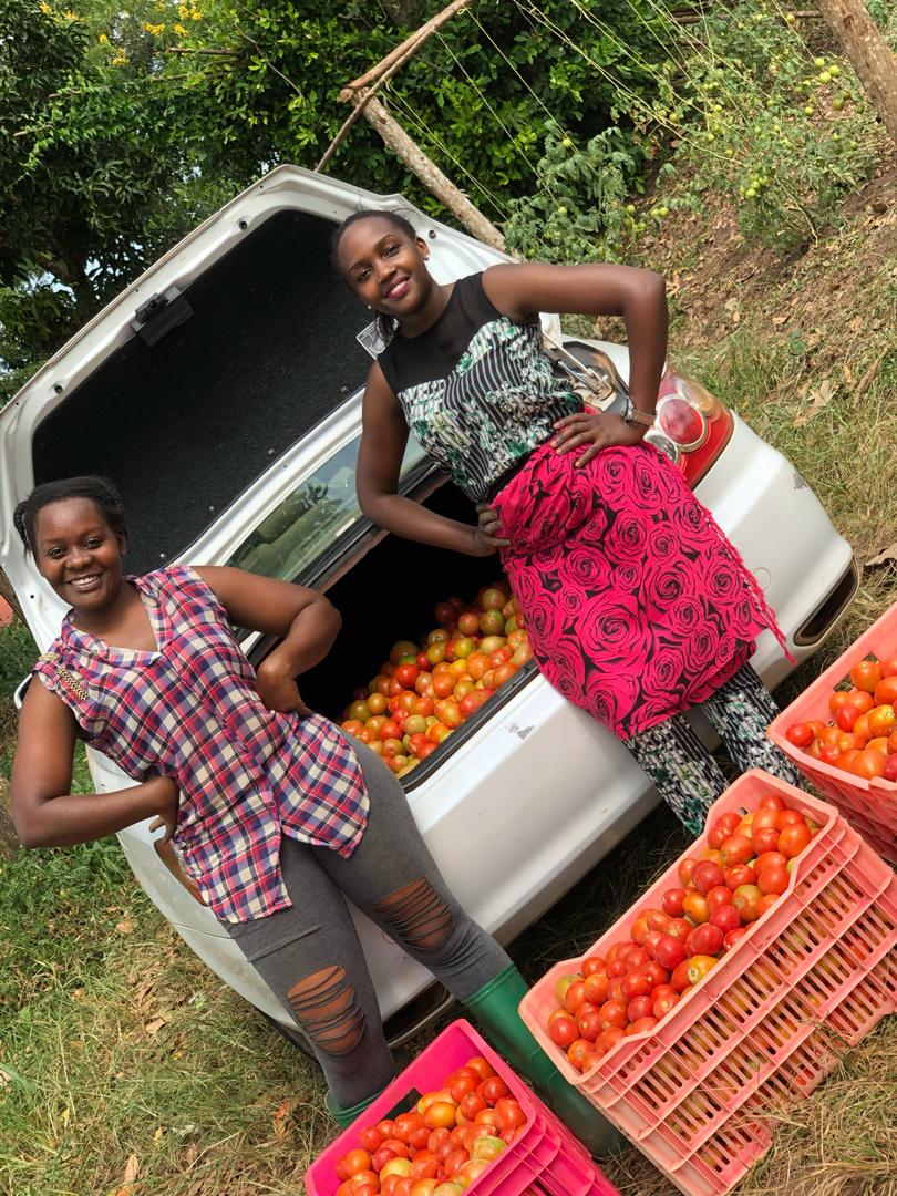 SandraNabasirye's tweet image. God has been merciful🙏 .
I transplanted these babies at the beginning of the lockdown and have now started earning MONEY!!
I call upon all beautiful ladies😍 to join the sector