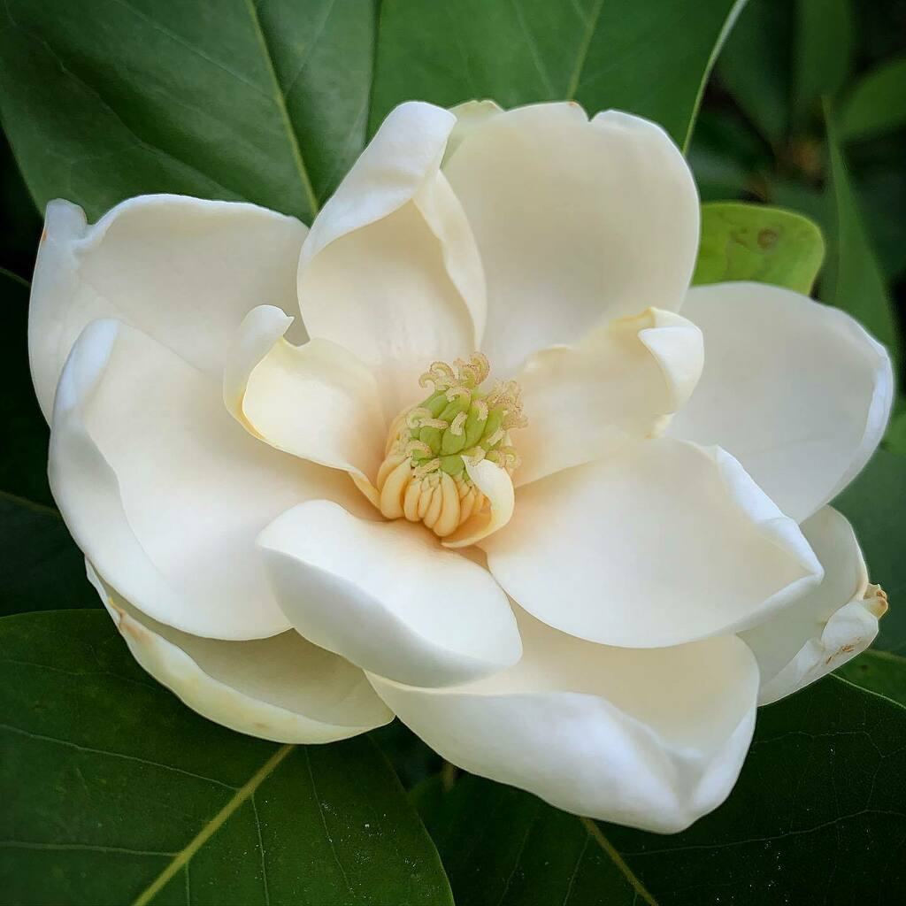 danwashburn's tweet photo. Sweetbay magnolia. Magnolia virginiana. 6/23/2020 https://t.co/7q0NwVM5nA https://t.co/ihfyZaq3Es