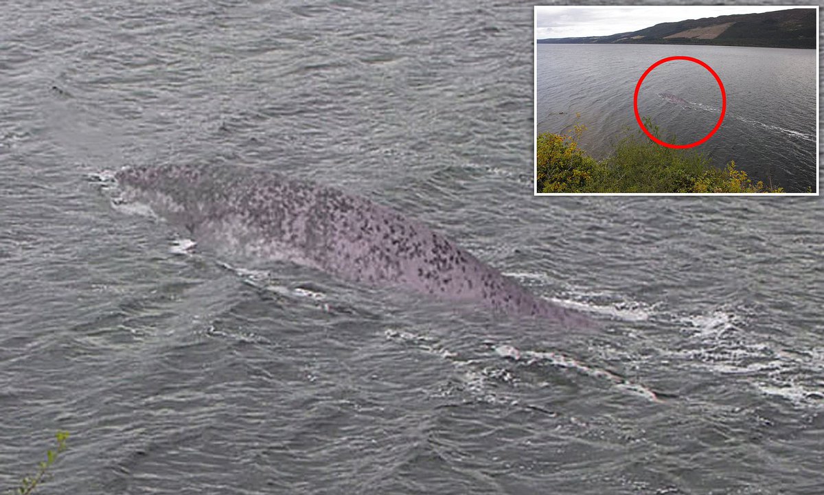 Where's #JeremyWade when you think someone seen the #lochnessmonster.  White sturgeon, Greenland Shark, Sleeper Shark, or maybe a whale because it feeds into the ocean......oh yeah I'm an art teacher, need to work on you smear editing in the front from Photoshop.