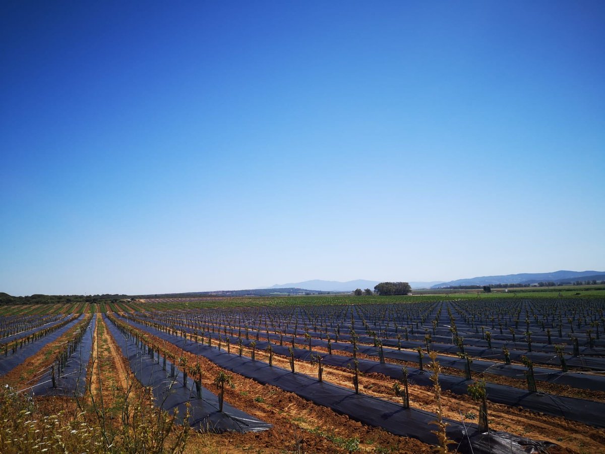 Gorgeous shot in our newly planted Avocado Fields today 🥑🌿
Our Avocado planting is currently covering around 340 hectares 🚜. .
.
#worldavocadomonth #avocados #avocadorecipes #spanishavocado #avocadotree #laslomasuk #laslomasspain #farm #farming #finca #agriculture #brassica