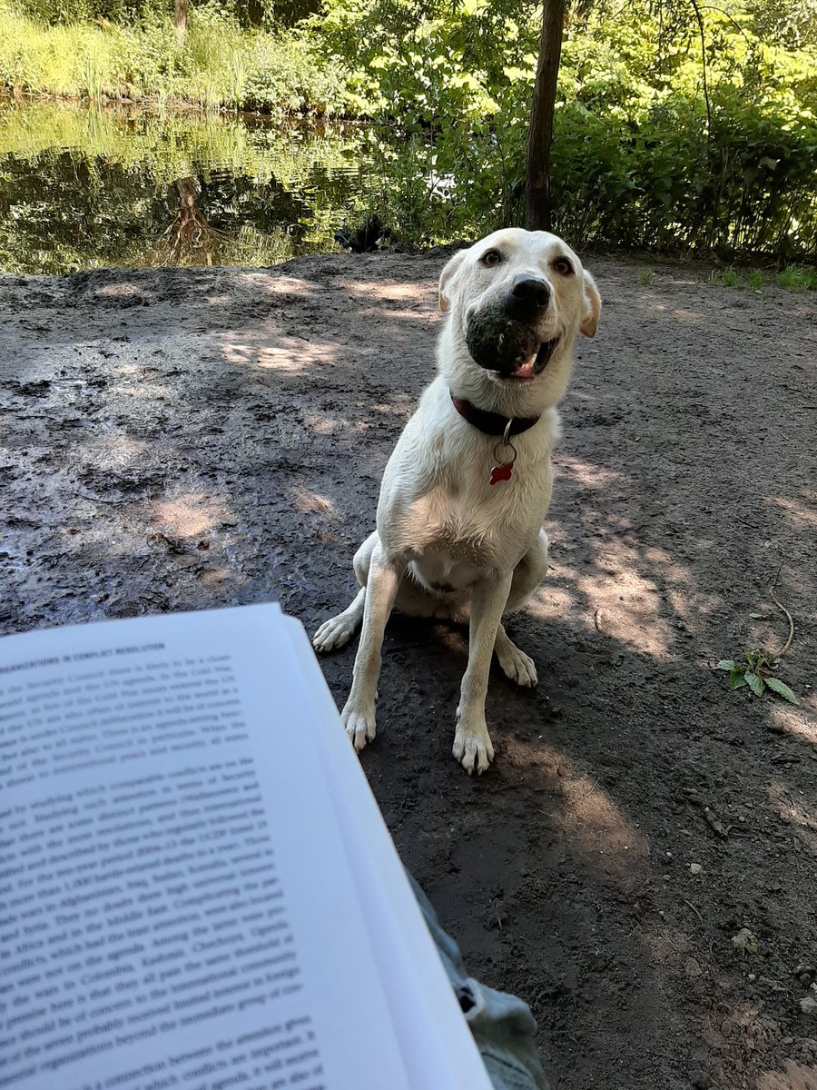 Buitelaartom's tweet photo. Kind of difficult to read like this. #procastrination #dogs #phdlife https://t.co/lMCoXHGW4U