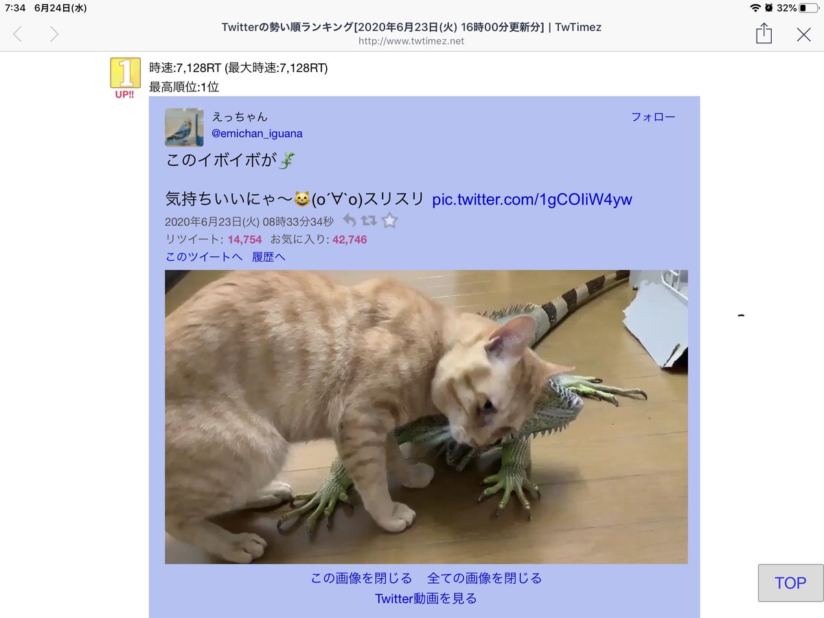 えっちゃん イグ先輩と猫の動画 沢山の方ご覧頂きありがとうございます O O 皆さんに伝えたい事があります イグアナ飼育は大変です 危険もあります 発情期もあり 大ケガする場合もあります 成長すれば最大180センチになります 私は