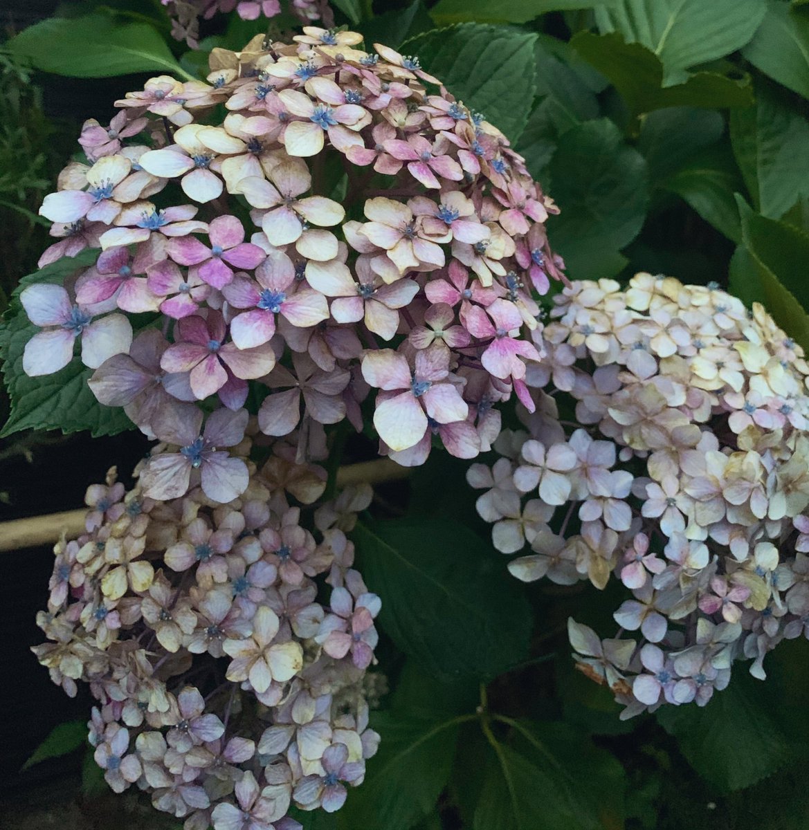 続 かわい金魚 No Twitter 紫陽花は枯れかけていても 素敵な色に変化して毎日見ていても飽きさせない花なんだなぁ T Co 7rvvjjmqrc Twitter