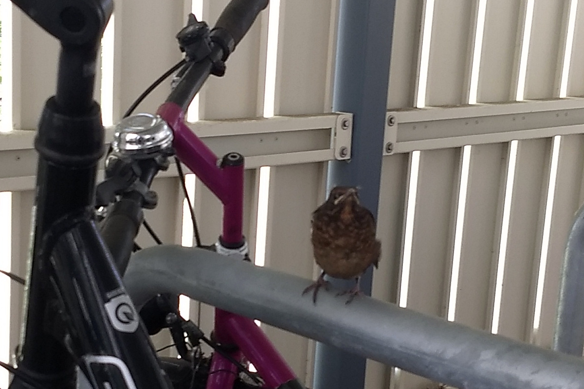 mo_jour's tweet photo. Update #Amselnest im #Fahrradkorb 200624
Heute im #Schuppen:
#AmselKinder-#Flugstunde. Vier flatternde Flaumkugeln, nur eine schaffte es schon auf den Fahrradbügel.
Madame Amsel liefert fetten Wurm ins leere Nest. Ordnung muss sein.
Mein Fahrrad? Ein einziger #Vogelschiss! https://t.co/okMQzSFNsV