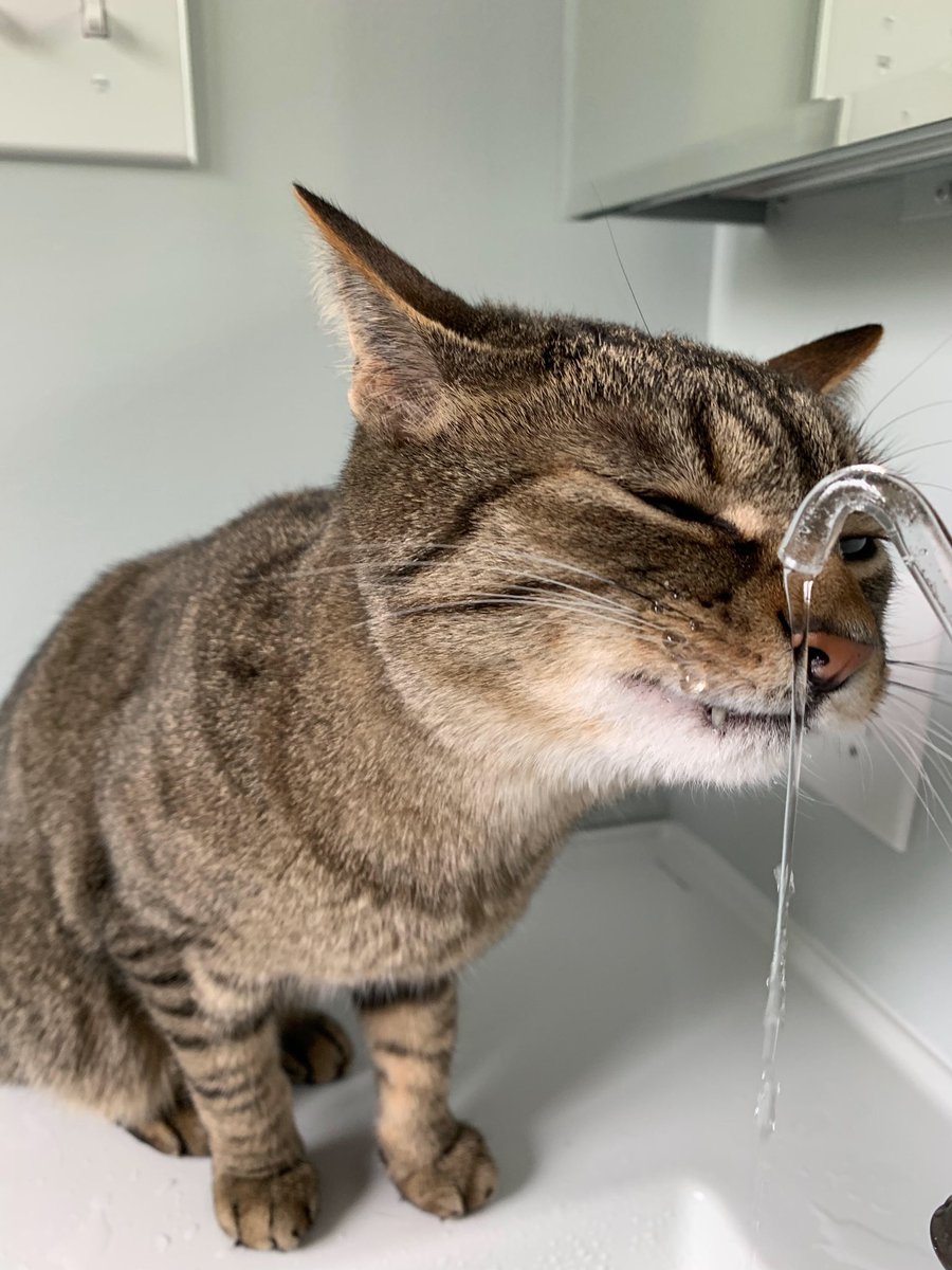 aquapurr cat fountain