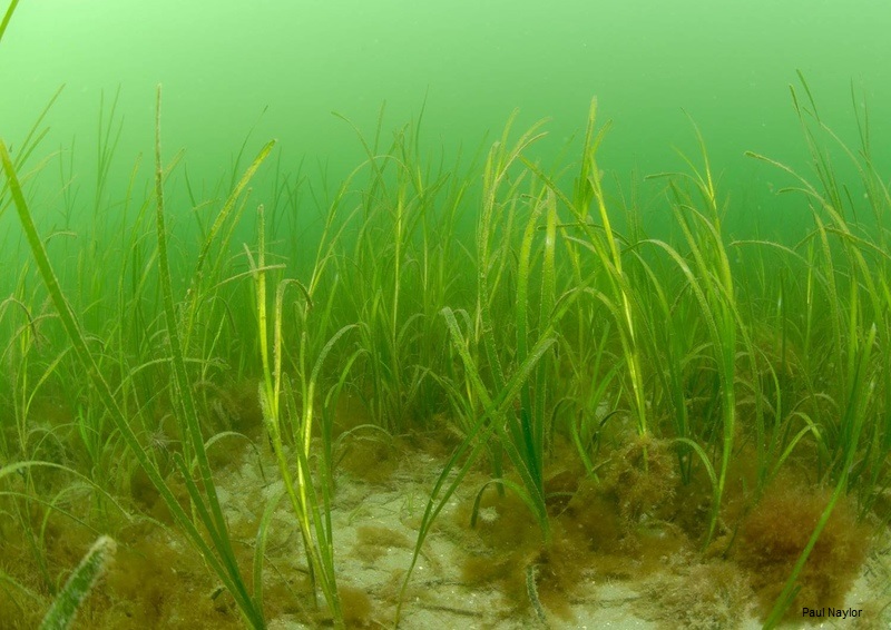 WildlifeTrusts's tweet photo. We’re calling on the Government, industry and local authorities to step-up investment in nature’s recovery and climate change mitigation🌳✊🌱 We must restore nature on land and at sea 👉  https://t.co/RdC2OTQbGA #WilderFuture https://t.co/FZmGozGVD0