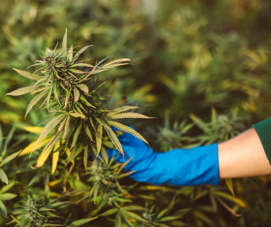HempSampler's tweet photo. Need direct answers, resources, need help submitting your application? Texas Hemp Sampler has opened up a hotline to help with any of your sampling questions 1(844)-809-2274 🚜🇺🇸 https://t.co/7Dkz0lanwk