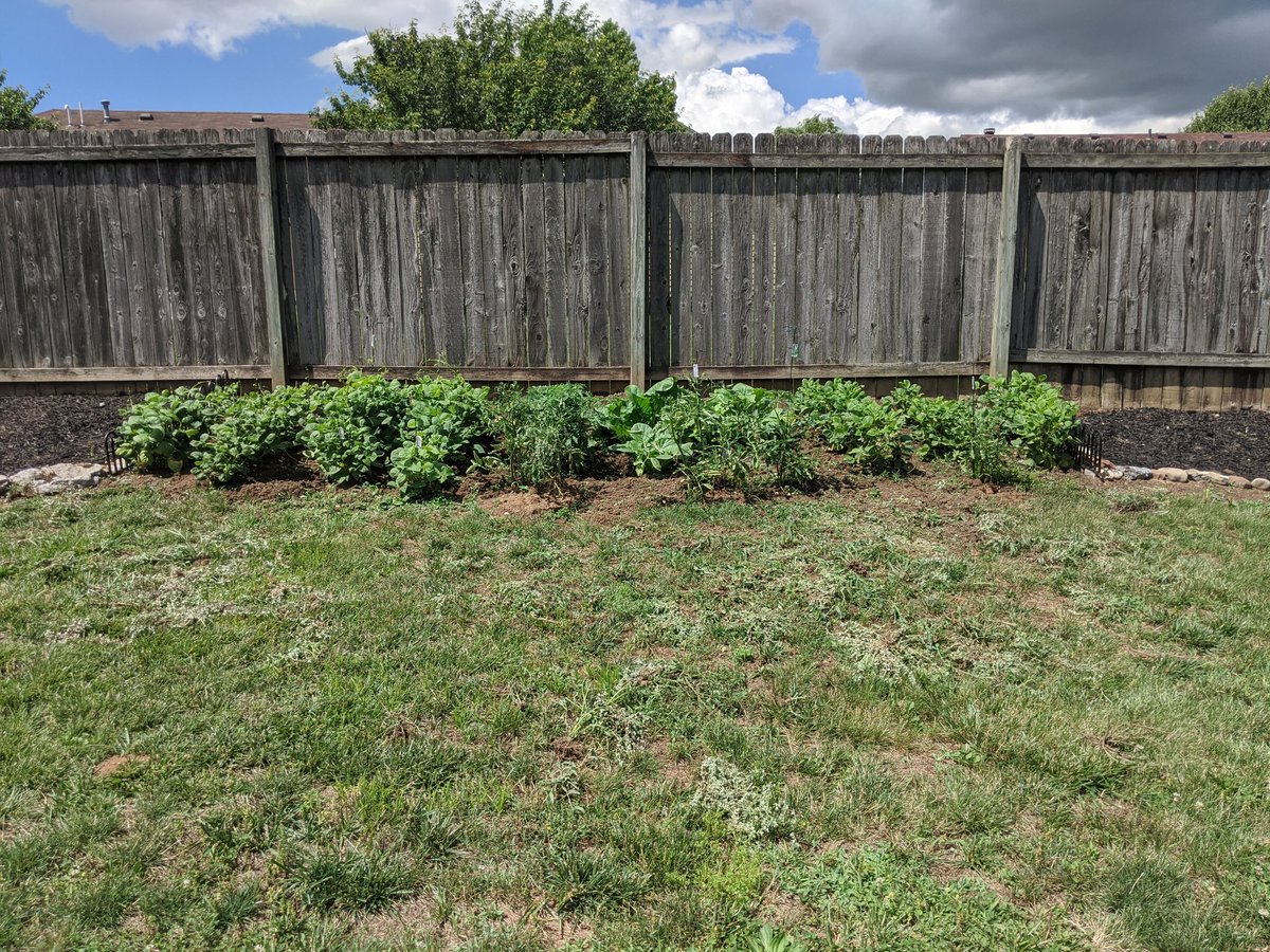 Kristal081670's tweet photo. To some it might not look like much, but to me it's proof of what I can do with my own hands. Potatoes, carrots, beans, and tomatoes are flourishing. It's so satisfying. #gardeninglife #gardenerintraining #growsomething #romanceauthor https://t.co/tvG9AgNFVs