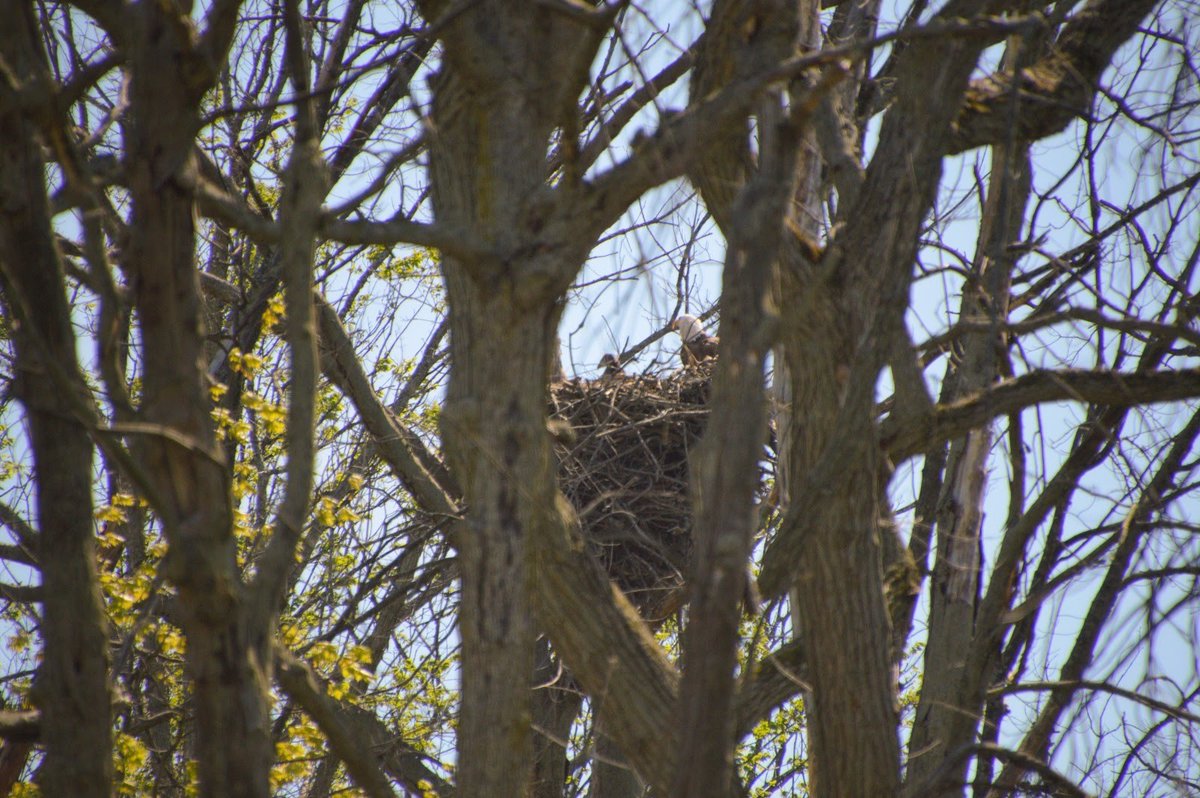 detroitzoo's tweet photo. Did you know . . . Bald eagles rear their young in huge nests that are 4 to 5 feet wide and 1 to 2 feet deep? The same couple will return to their nest each year and add to it until it becomes too heavy for the tree.

#BelleIsleNatureCenter #baldeagle  #WildlifeWednesday https://t.co/4690mmhn3Q