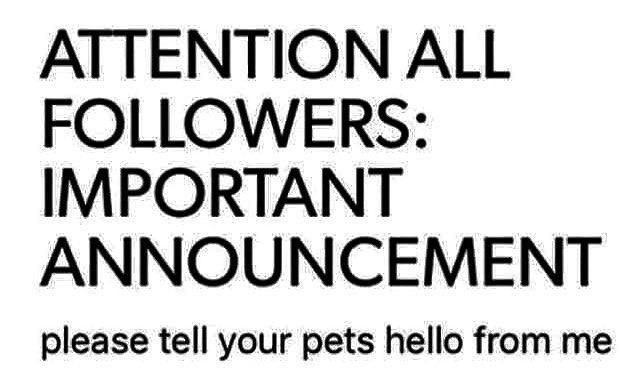 sassyblondie1's tweet image. 🥰 #petsaddlife