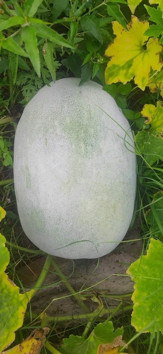 Pai1288's tweet photo. #ಅನ್ನಧಾತ_ಜೀವಧಾತ #ರೈತ_ಸಹಾಯ
Reposting
ರೈತರ ಹೆಸರು/ Farmer Name: ಕುಮಾರ್/Kumar

ಪ್ರಮಾಣ/quantity:#20ಟನ್ ಬೂದುಕುಂಬಳಕಾಯಿ/#20Ton Ash Gourd

ಸ್ಥಳ/Place: ತುರುವೇಕೆರೆ, ತುಮಕೂರು ಜಿಲ್ಲೆ/Turuvekere , Tumkur District.

ಮೊಬೈಲ್ ಸಂಖ್ಯೆ/Contact number:7975694689

#ವಿಶೇಷ_ಸೂಚನೆ:Due to Raining &amp; no buyers https://t.co/KrML8ZJmav