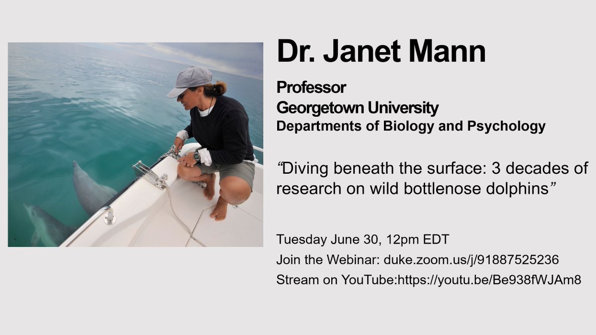 LTARseminars's tweet photo. Next week (6/30) we we'll hear from Dr. Janet Mann!

She'll be speaking about, "Diving beneath the surface: 3 decades of research on wild bottlenose dolphins"

On June 30 at 12pm EDT:
Join on Zoom: https://t.co/FXeNsdjdyp
YouTube: https://t.co/0VA3hJFr6a https://t.co/WE05Nbu2jL