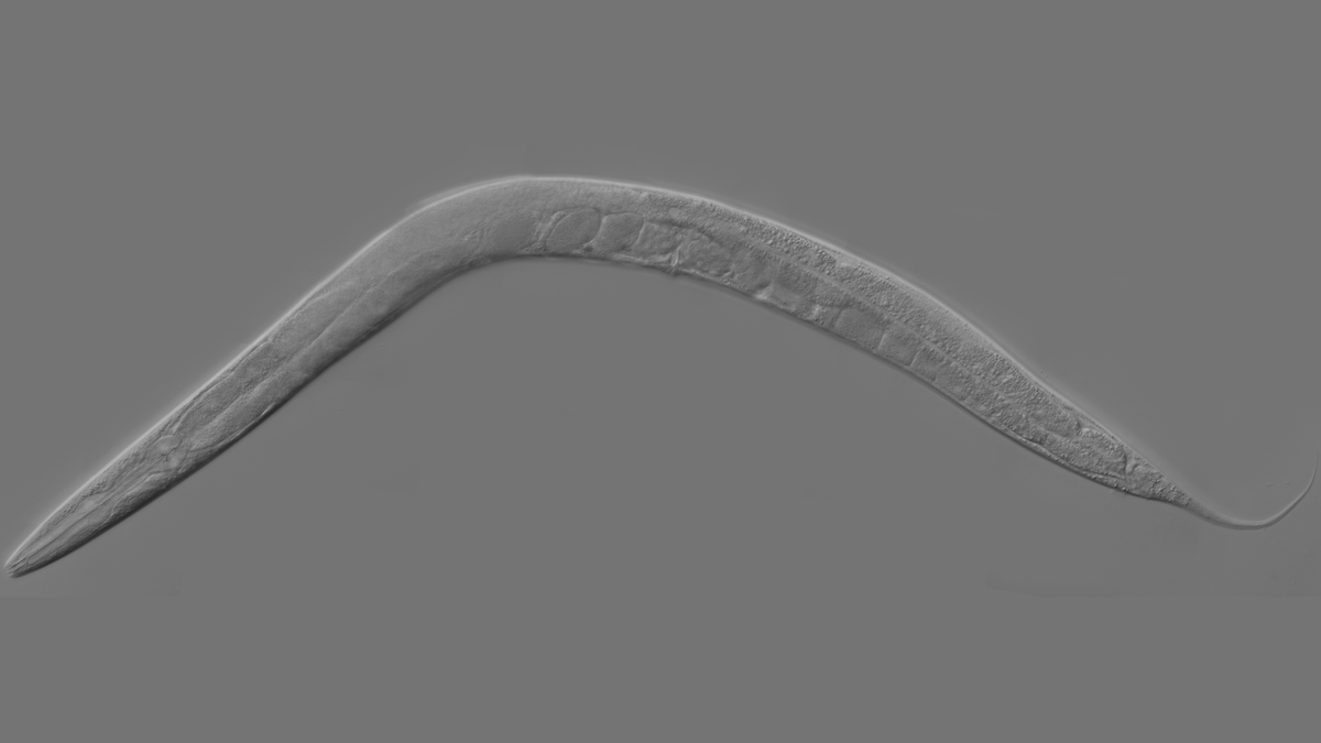 spacegovuk's tweet photo. What has this little critter got to do with space? 🐛🛰️

Join us live on Monday morning with @astro_timpeake to find out! 🧑‍🚀#TimTalksSpace

See you here at 11:30am ▶️https://t.co/ACksrsvfRH https://t.co/si0RtptTjf