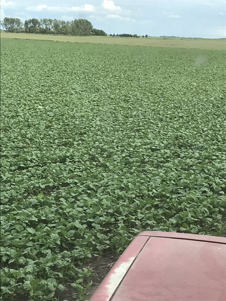 GregMcLaren2's tweet photo. @RLeonzio you can sign me up for another field of that @BrettYoungSeeds 5105 for next year https://t.co/bVMKzUzof1