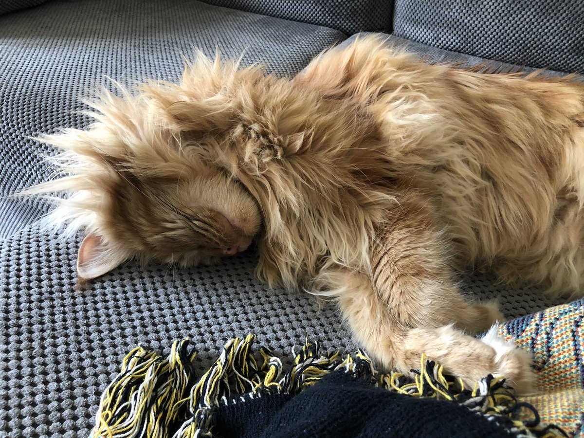 BbgWrites's tweet photo. I sleep all day in the sun, then when I’m done I get some treats off my mum and a stroke on my tum. #writeday #NationalWritingDay @BBGEng @BBGAcademy @emma_dyson123 https://t.co/YPNocKfHzO