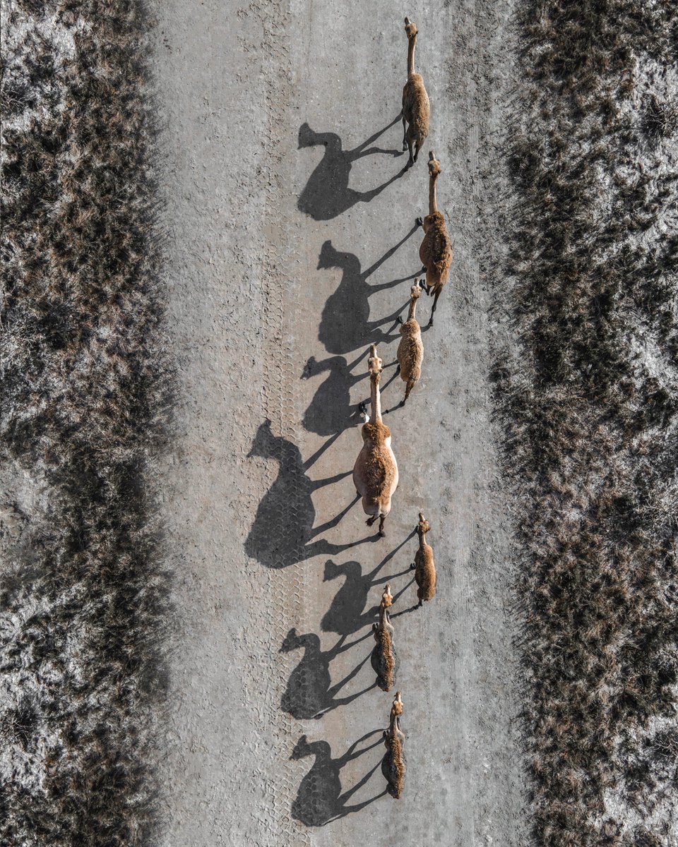 alamiri555's tweet photo. If you don't have any shadows you're not in the light 🐪 #mavicair2 #camel #shadow #fromup https://t.co/IYAUof1m9q