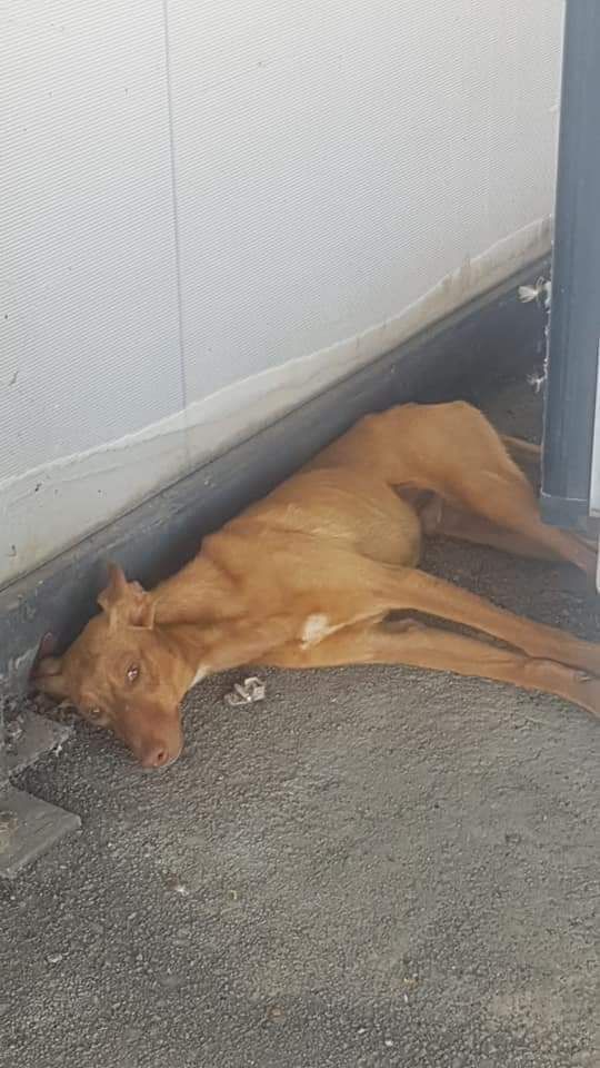 pluvisca7's tweet photo. SOLO DIFUNDO

Comparto de Nerea Castro Barros

Dos perros esqueleticos!!! Muertos de sed!! Abandonados en una gasolinera llevan ayer y hoy llendo.... Porfavor alguien de granada que los ayude porfavor!!! 661351086 https://t.co/PCt6Illpe2