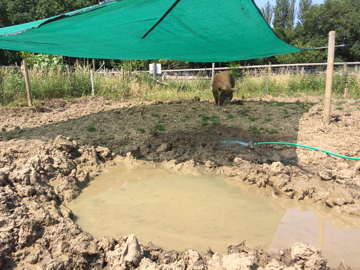 Just what a hot Tamworth needs today, a sunshade and a nearby attractive pool