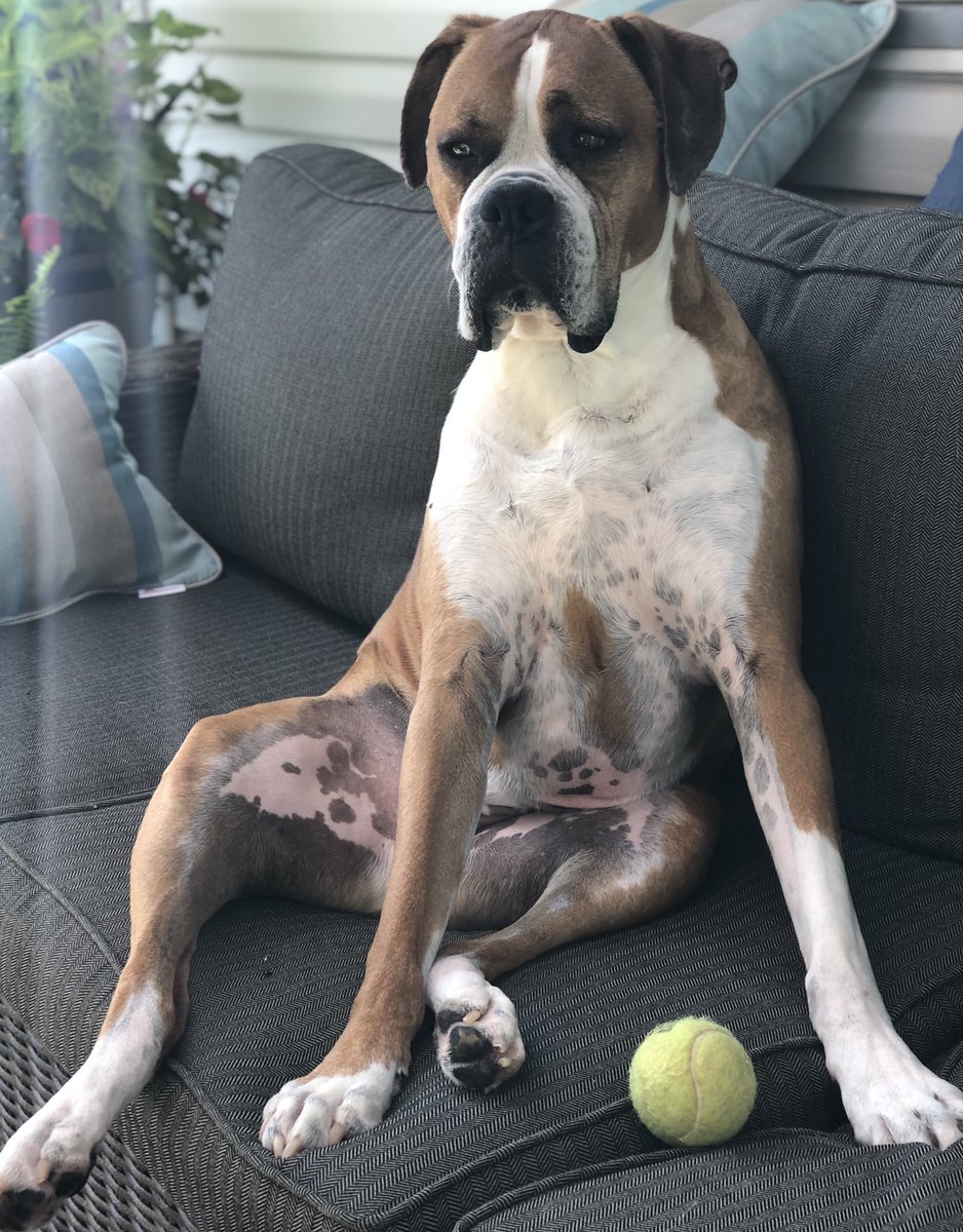 boxersnbriefs2's tweet photo. This ball is in my way! 🎾 #Bailey #porchlife
#boxer #boxersogs #dogsoftwitter #boxerlife #WednesdayThoughts https://t.co/o67UGGGMCC